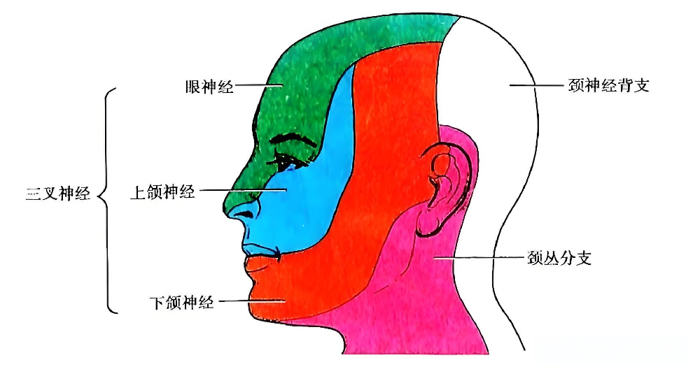 三叉神经痛的发生与遗传因素有什么关系？