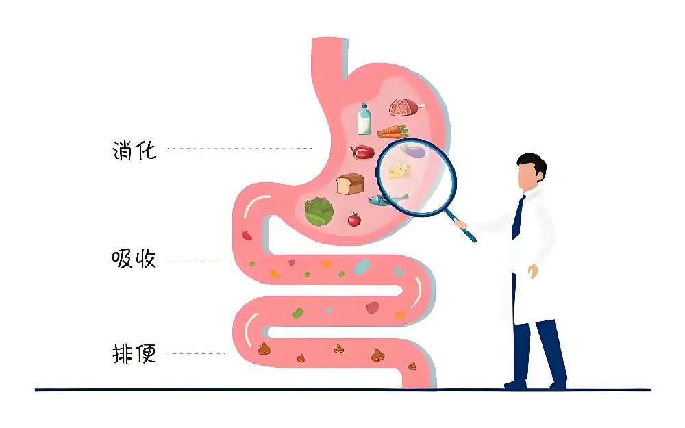 脑梗患者与肠道健康有什么关系？